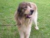 Pyrenäenberghund Foto: Eyk vom Rüdenstein (ID 39707) Pyrenäenberghund Hund