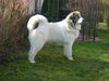 Pyrenäenberghund Foto: Eyk vom Rüdenstein (ID 39685) Pyrenäenberghund Hund