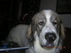 Pyrenäenberghund Foto: Was für eine Nacht! (ID 39833) Pyrenäenberghund Hund
