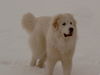 Pyrenäenberghund Foto: Oh ja, den Schnee lieben wir über alles (ID 33273) Pyrenäenberghund Hund
