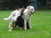 Pyrenäenberghund Foto: Dino (ID 38937) Pyrenäenberghund Hund