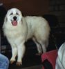 Pyrenäenberghund Hund