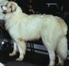 Pyrenäenberghund Hund
