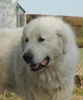Pyrenäenberghund Foto: Elvis, 3 Jahre (ID 38017) Pyrenäenberghund Hund