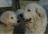 Pyrenäenberghund Foto: vom Araberhof VDH/FCI, Genesis u. Dschenin (ID 37583) Pyrenäenberghund Hund