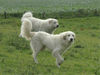 Pyrenäenberghund Foto: Pyrenäenberghunde vom Araberhof VDH/FCI (ID 38708) Pyrenäenberghund Hund