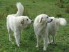 Pyrenäenberghund Foto: Pyrenäenberghunde vom Araberhof VDH/FCI (ID 38709) Pyrenäenberghund Hund