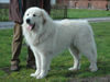 Pyrenäenberghund Foto: Faraud vom Araberhof, Europajugendsieger (ID 41686) Pyrenäenberghund Hund