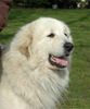 Pyrenäenberghund Foto: Faraud vom Araberhof, Europajugendsieger (ID 41688) Pyrenäenberghund Hund