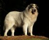 Pyrenäenberghund Foto: Monty in der Wald (ID 36115) Pyrenäenberghund Hund