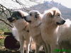 Pyrenäenberghund Foto: Haika, Bozena & Ginna (ID 30822) Pyrenäenberghund Hund