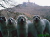 Pyrenäenberghund Foto: Cedrik, Bozena, Haika & Ginna im Thüringer Wald vor der Wartburg (ID 30842) Pyrenäenberghund Hund
