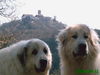 Pyrenäenberghund Hund