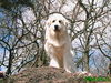 Pyrenäenberghund Foto: Haika von Merlau (ID 30843) Pyrenäenberghund Hund