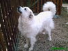 Pyrenäenberghund Foto: Haika von Merlau (ID 31433) Pyrenäenberghund Hund