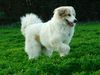 Pyrenäenberghund Hund