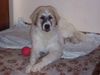 Pyrenäenberghund Hund