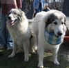 Pyrenäenberghund Foto: Monty und Ihr Tochter Gwendy-in die Ausstellung (ID 31624) Pyrenäenberghund Hund