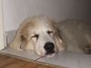 Pyrenäenberghund Hund