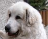 Pyrenäenberghund Foto: Houston (ID 32038) Pyrenäenberghund Hund
