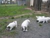 Pyrenäenberghund Foto: 32 Tage jung (ID 35821) Pyrenäenberghund Hund