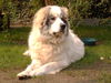 Pyrenäenberghund Foto: Cira 1 Jahr alt (ID 35306) Pyrenäenberghund Hund