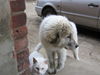 Pyrenäenberghund Foto: of the living Snowdrift (ID 41704) Pyrenäenberghund Hund