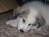 Pyrenäenberghund Foto: Woderwhite´s Grand Slam (ID 37372) Pyrenäenberghund Hund