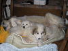 Pyrenäenberghund Foto: Gunda, Cyane und Caresse (ID 37368) Pyrenäenberghund Hund