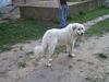 Pyrenäenberghund Foto: of the living Snowdrift (ID 41673) Pyrenäenberghund Hund