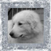 Pyrenäenberghund Foto: Genesis (ID 43377) Pyrenäenberghund Hund