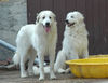 Pyrenäenberghund Foto: Pyrenäenberghunde vom Araberhof VDH/FCI (ID 38704) Pyrenäenberghund Hund