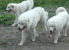 Pyrenäenberghund Foto: Pyrenäenberghunde vom Araberhof VDH/FCI (ID 38705) Pyrenäenberghund Hund