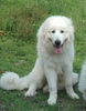 Pyrenäenberghund Foto: Pyrenäenberghunde vom Araberhof VDH/FCI (ID 38707) Pyrenäenberghund Hund