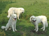 Pyrenäenberghund Foto: Pyrenäenberghunde vom Araberhof VDH/FCI (ID 38706) Pyrenäenberghund Hund