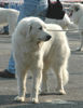 Pyrenäenberghund Foto: Delilah 4,5 Jahre, franz. Ch. D Ch., intern. Ch. (ID 38018) Pyrenäenberghund Hund