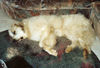 Pyrenäenberghund Foto: wander macht müde (ID 32117) Pyrenäenberghund Hund