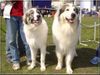 Pyrenäenberghund Foto: Monty und Ihr Son Assan (ID 31008) Pyrenäenberghund Hund