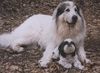 Pyrenäenberghund Foto: Monty und shih-tzu Besi (ID 31623) Pyrenäenberghund Hund