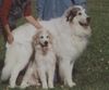 Pyrenäenberghund Hund