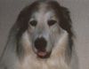 Pyrenäenberghund Hund