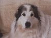 Pyrenäenberghund Hund