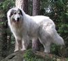 Pyrenäenberghund Foto: Monty (ID 32034) Pyrenäenberghund Hund