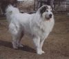 Pyrenäenberghund Hund