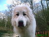 Pyrenäenberghund Hund