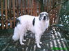 Pyrenäenberghund Hund