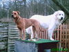Pyrenäenberghund Hund