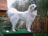 Pyrenäenberghund Hund