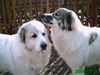 Pyrenäenberghund Hund