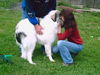 Pyrenäenberghund Foto: Ginna (ID 31876) Pyrenäenberghund Hund